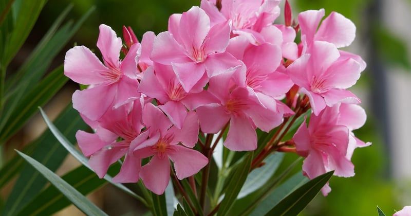 Laurier-rose feuille marron : le traitement qui le sauve vraiment