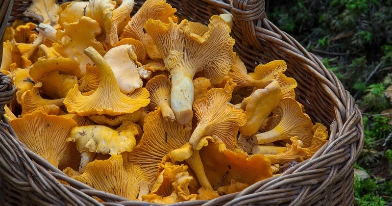 Cueillette : la saison, le lieu, et les quotas