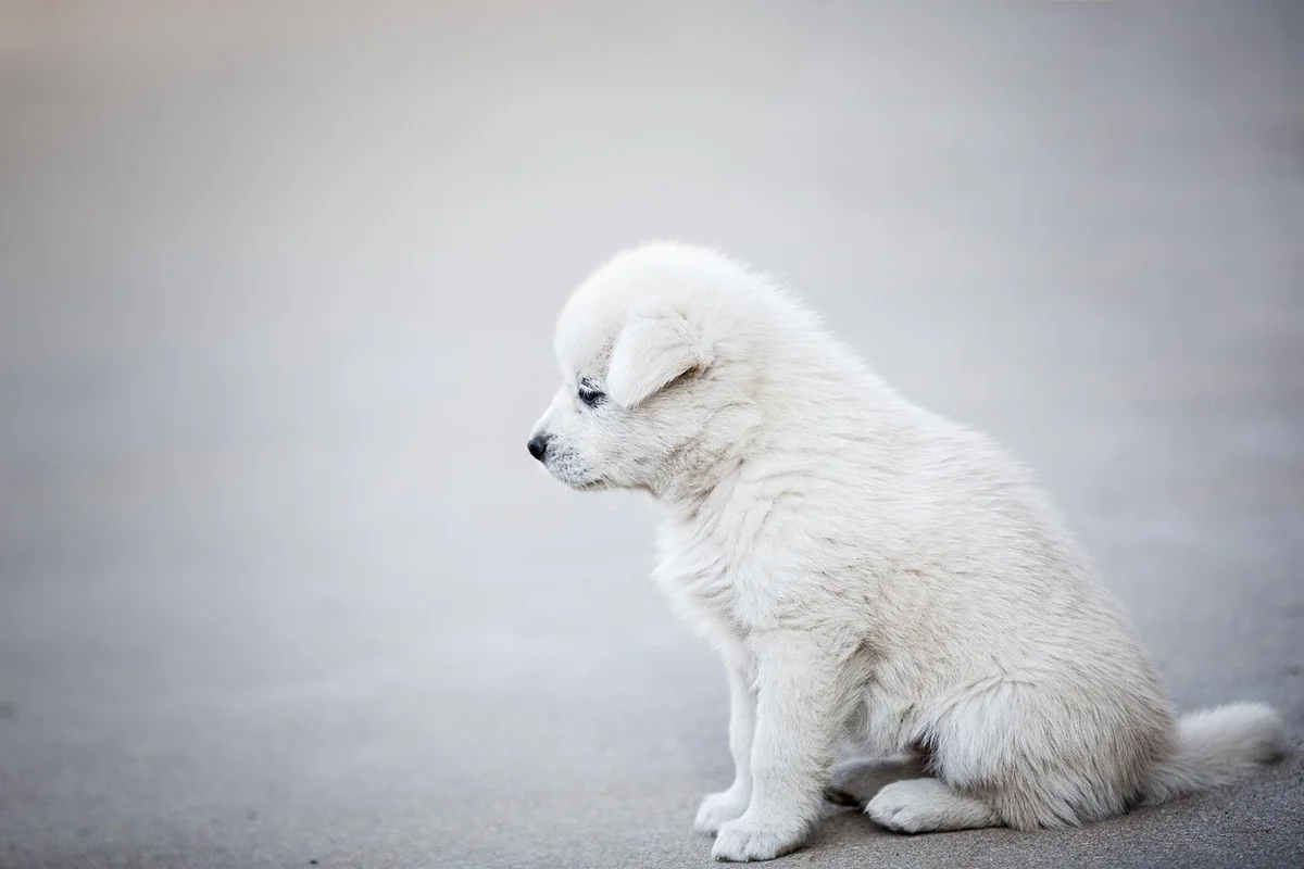 Tarifs moyens d’un chien détecteur en 2026