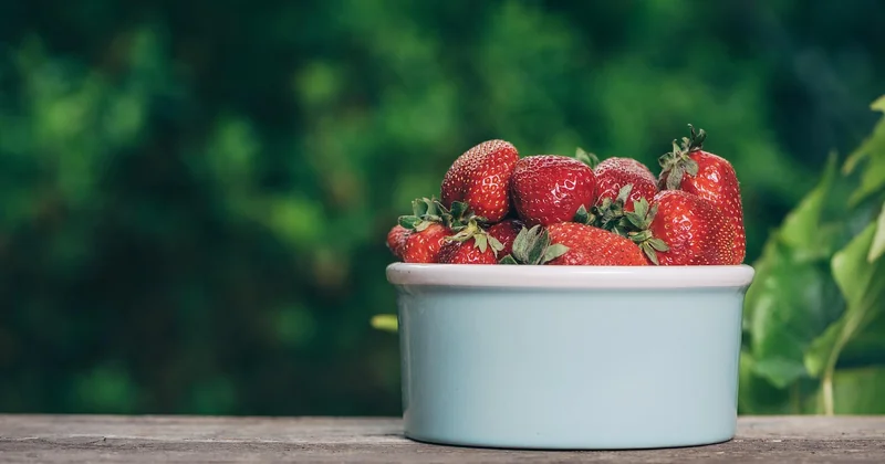Faire pousser des fraises à partir du fruit : le mythe