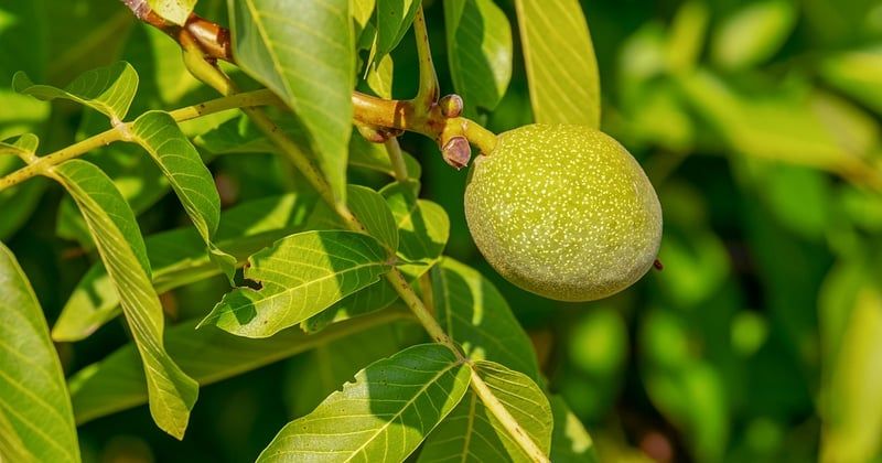 Bouture noyer : la méthode simple pour multiplier votre arbre