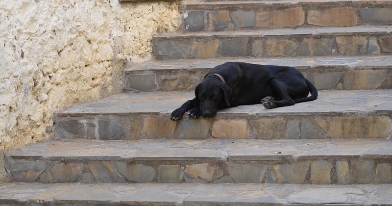 Monte escalier Stannah prix : ce qu'il faut vraiment savoir avant d'acheter