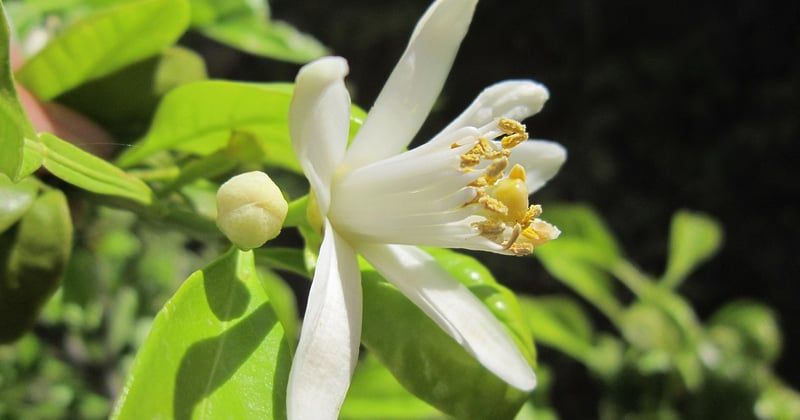 Citronnier maladies photos : identifier et soigner les 12 symptômes
