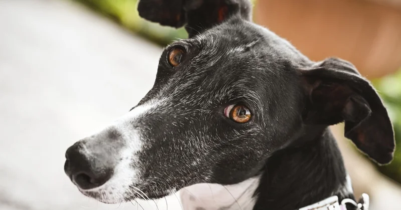 Pourquoi la détection canine coûte plus cher qu'une inspection visuelle — et pourquoi ça vaut le coup