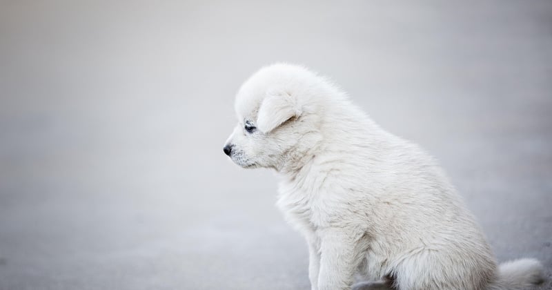 Tarif détection canine punaises de lit : combien ça coûte vraiment ?