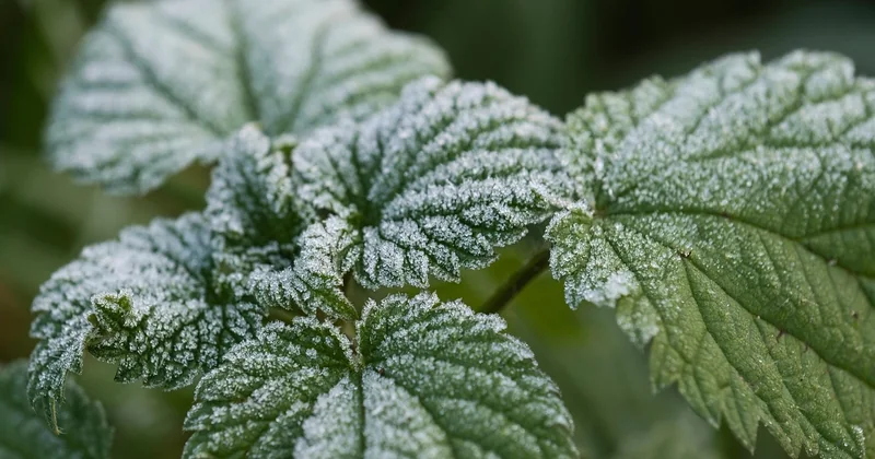 Laurier-rose feuille marron et sèche : ce que le gel change