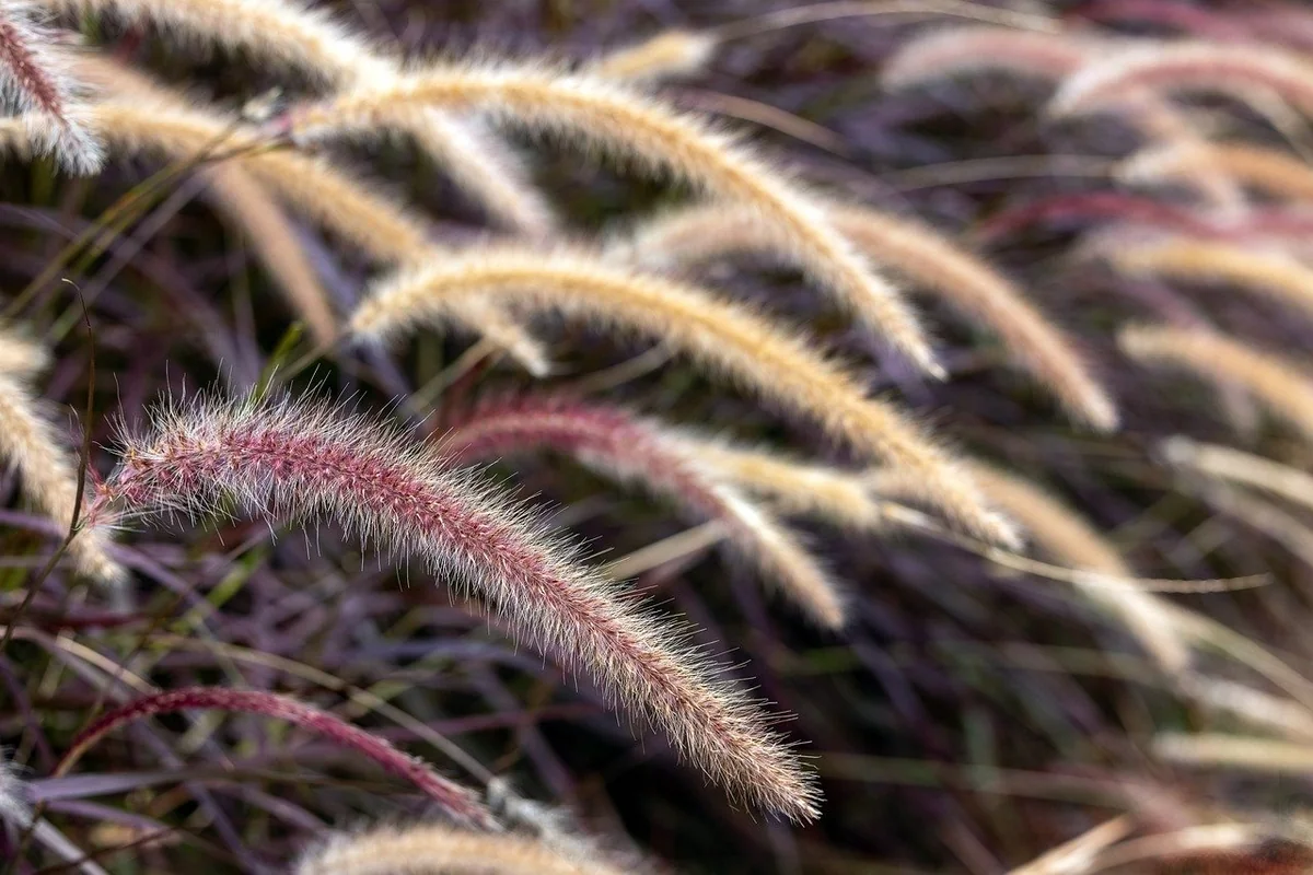 Comment créer un jardin d'herbes aromatiques en intérieur facilement en 2026