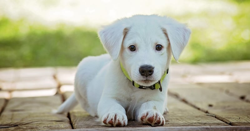 Tarif chien détecteur punaise de lit à Paris : le vrai prix en 2026