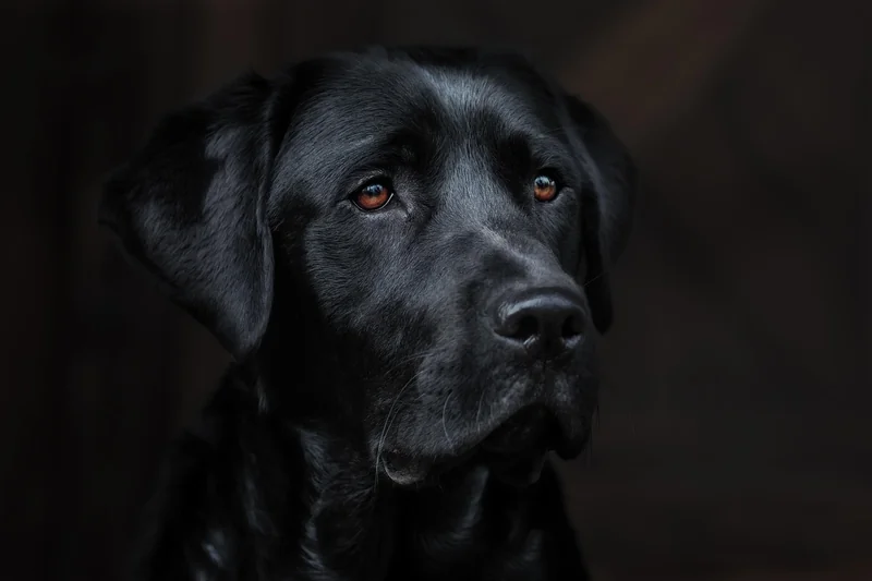 La détection canine des punaises de lit est-elle fiable ?