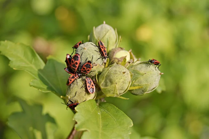 Comment savoir si c'est une infestation ou un spécimen isolé ?