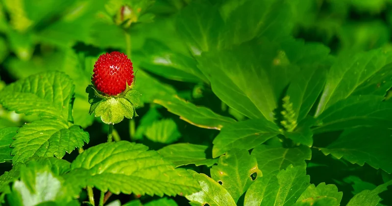 Entretien du fraisier : du paillage à l'arrosage, ce qui compte vraiment