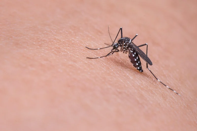 Moustiques : le bourdonnement qui vous rend fou