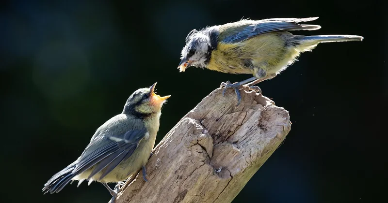 Le cadre légal : ce que vous devez savoir avant de garder un oisillon